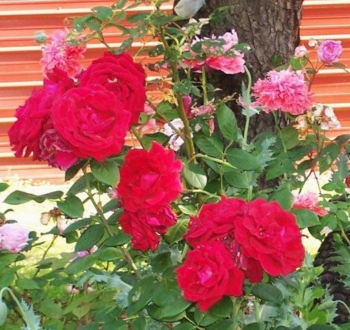 Flowers5-6-12006[1]