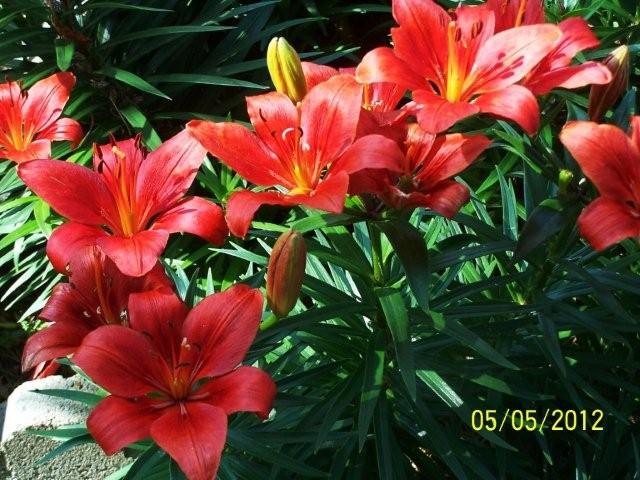 Flowers5-6-12008[1]