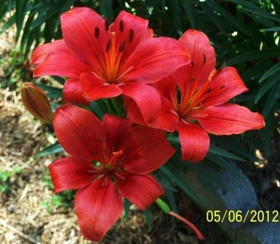 Flowers5-6-12009[1]