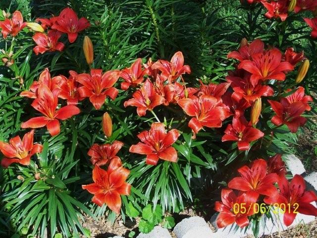 Flowers5-6-12011[1]