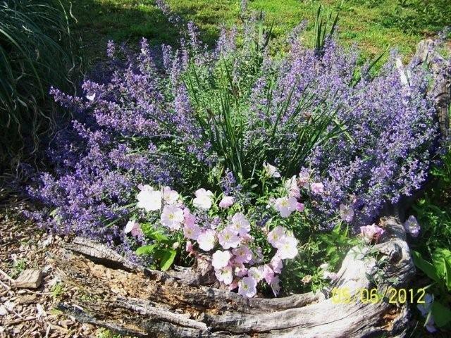 Flowers5-6-12013[1]