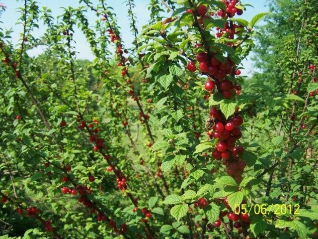 Flowers5-6-12015[1]