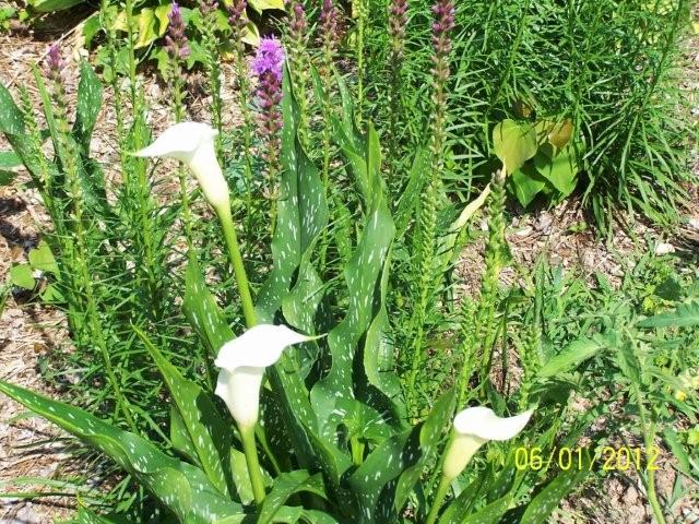 Flowers6-7-12008[1]