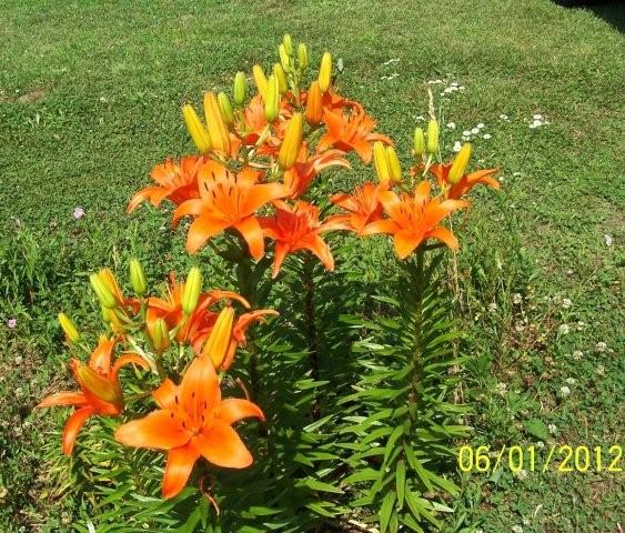 Flowers6-7-12012[1]