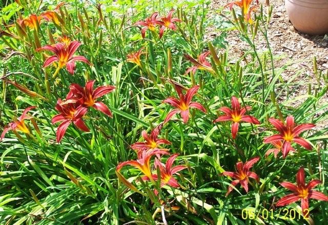 Flowers6-7-12016[1]