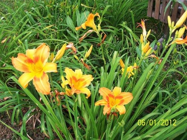 Flowers6-7-12018[1]