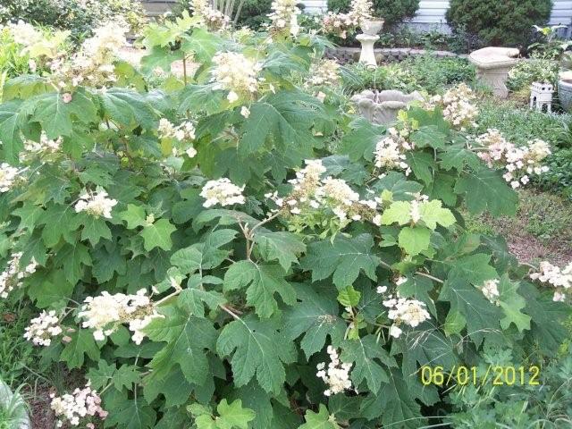 Flowers6-7-12024[1]