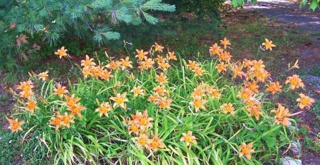 Flowers6-7-12026[1]