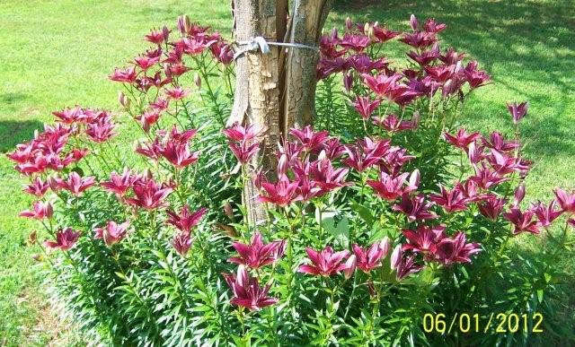 Flowers6-7-12027[1]