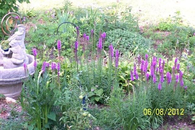 Flowers6-7-12036[1]
