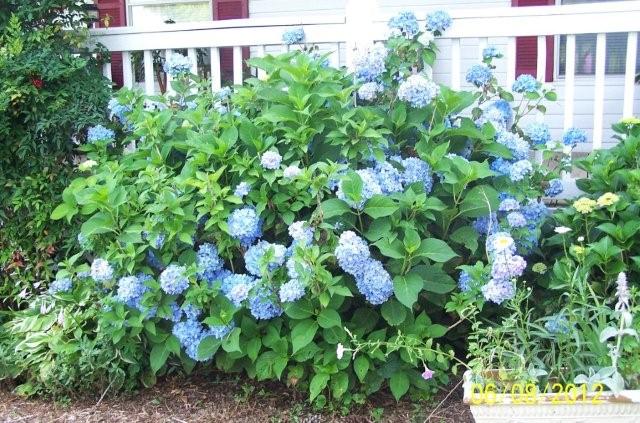 Flowers6-7-12037[1]