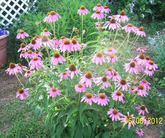 Flowers6-7-12040[1]