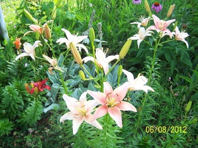 Flowers6-7-12041[1]