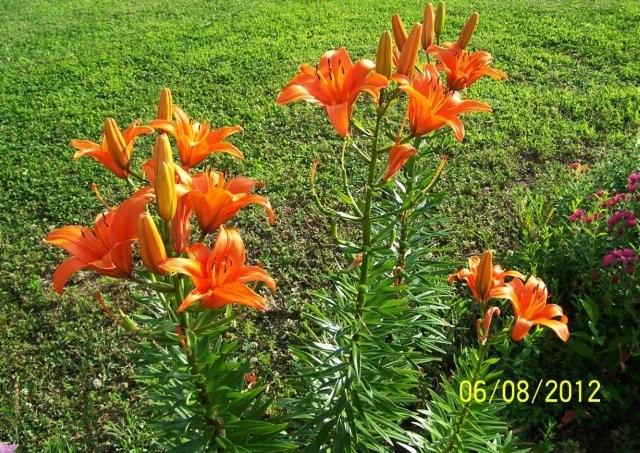 Flowers6-7-12043[1]