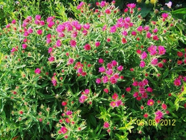 Flowers6-7-12044[1]