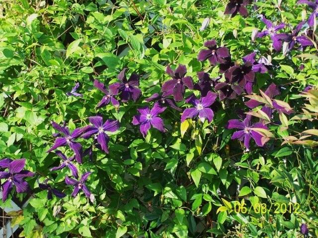 Flowers6-7-12047[1]