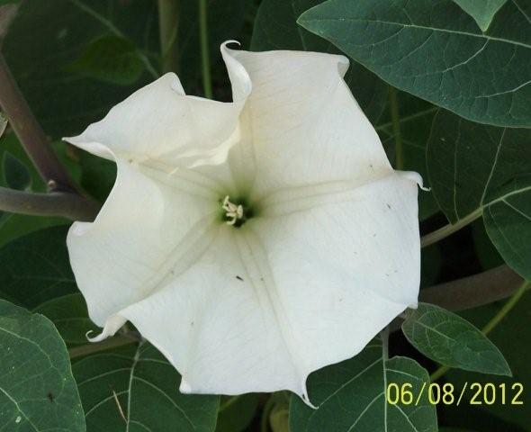 Flowers6-7-12048[1]