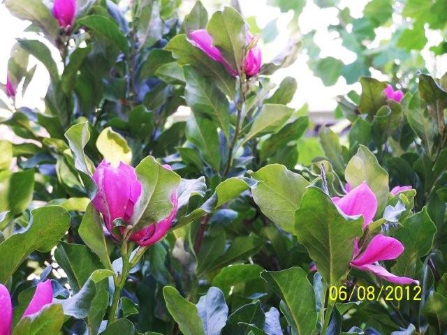 Flowers6-7-12052[1]