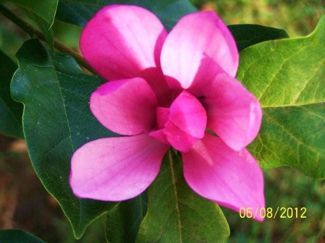 Flowers6-7-12053[1]