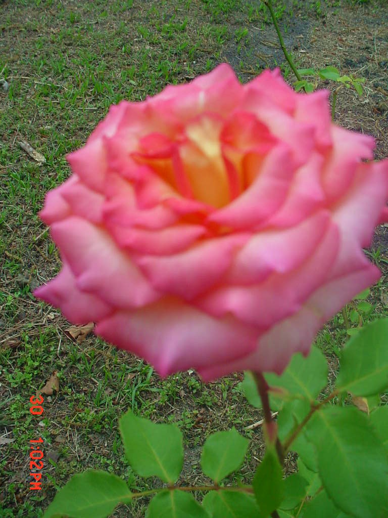 Flowers_-10_009