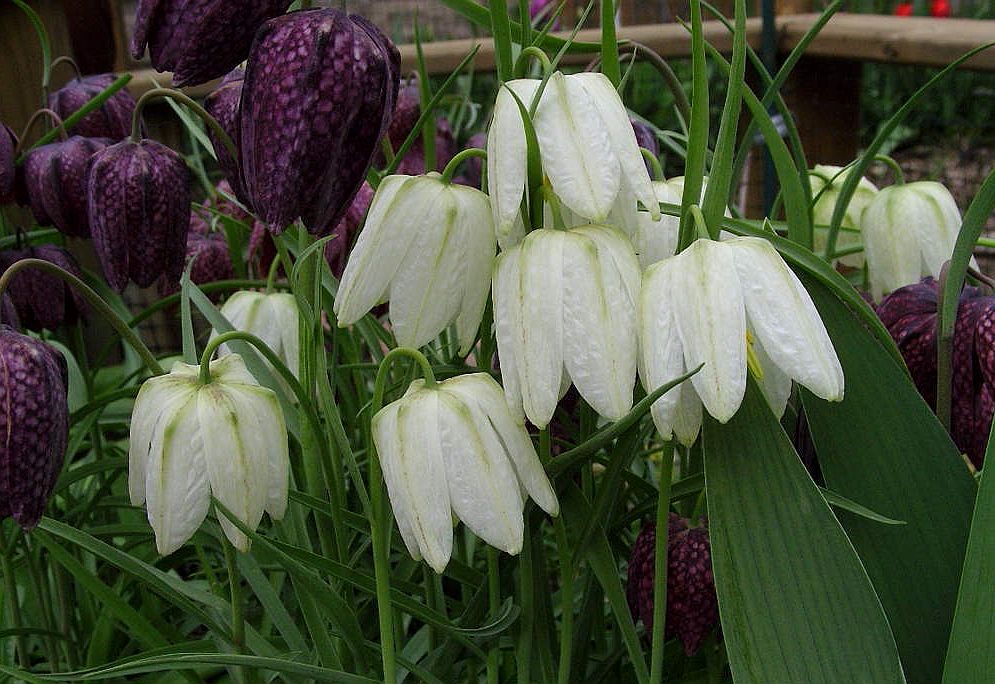 Fritillaria meleagris  'Alba'