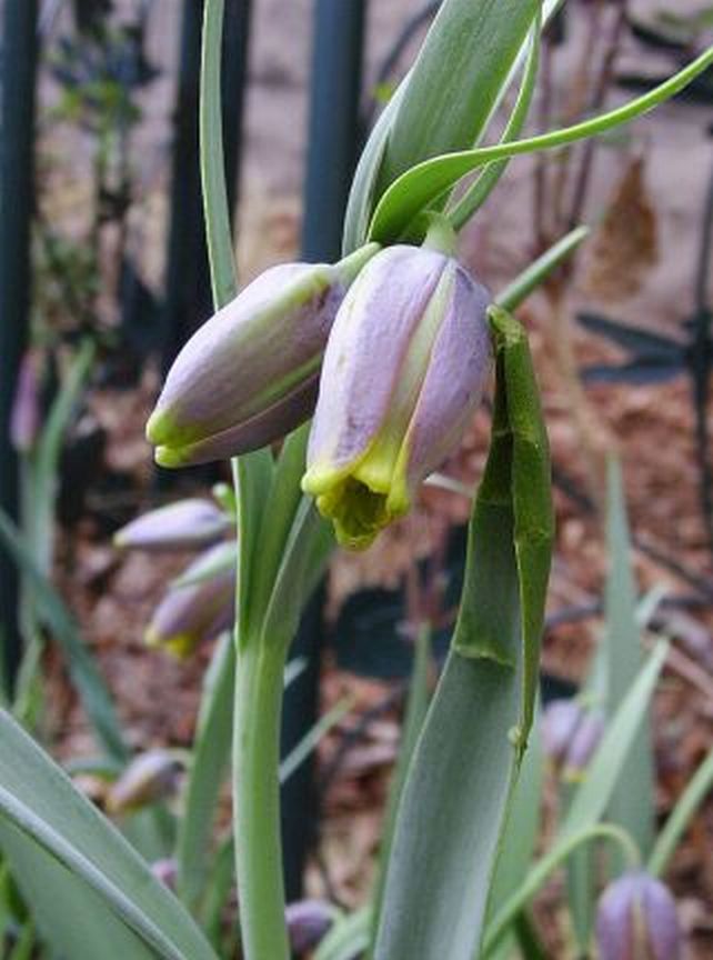 Fritillaria michailovskyi
