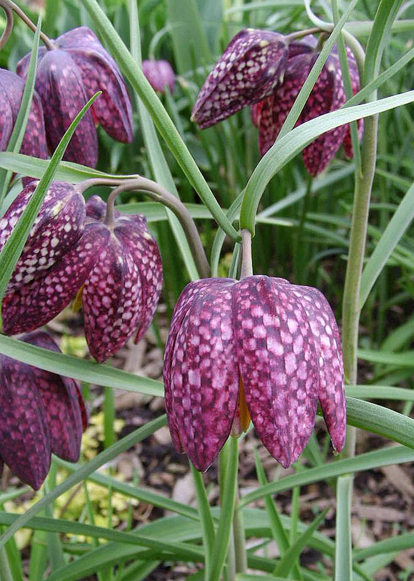 Fritillaria
