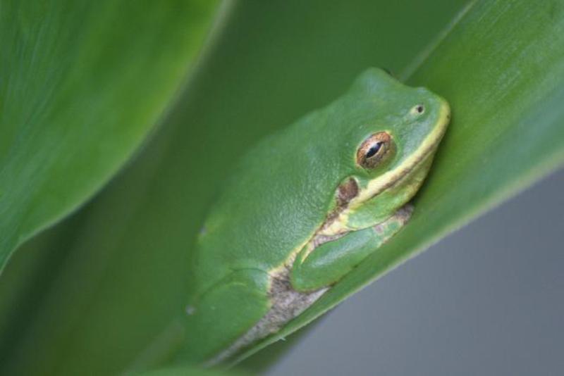frog
