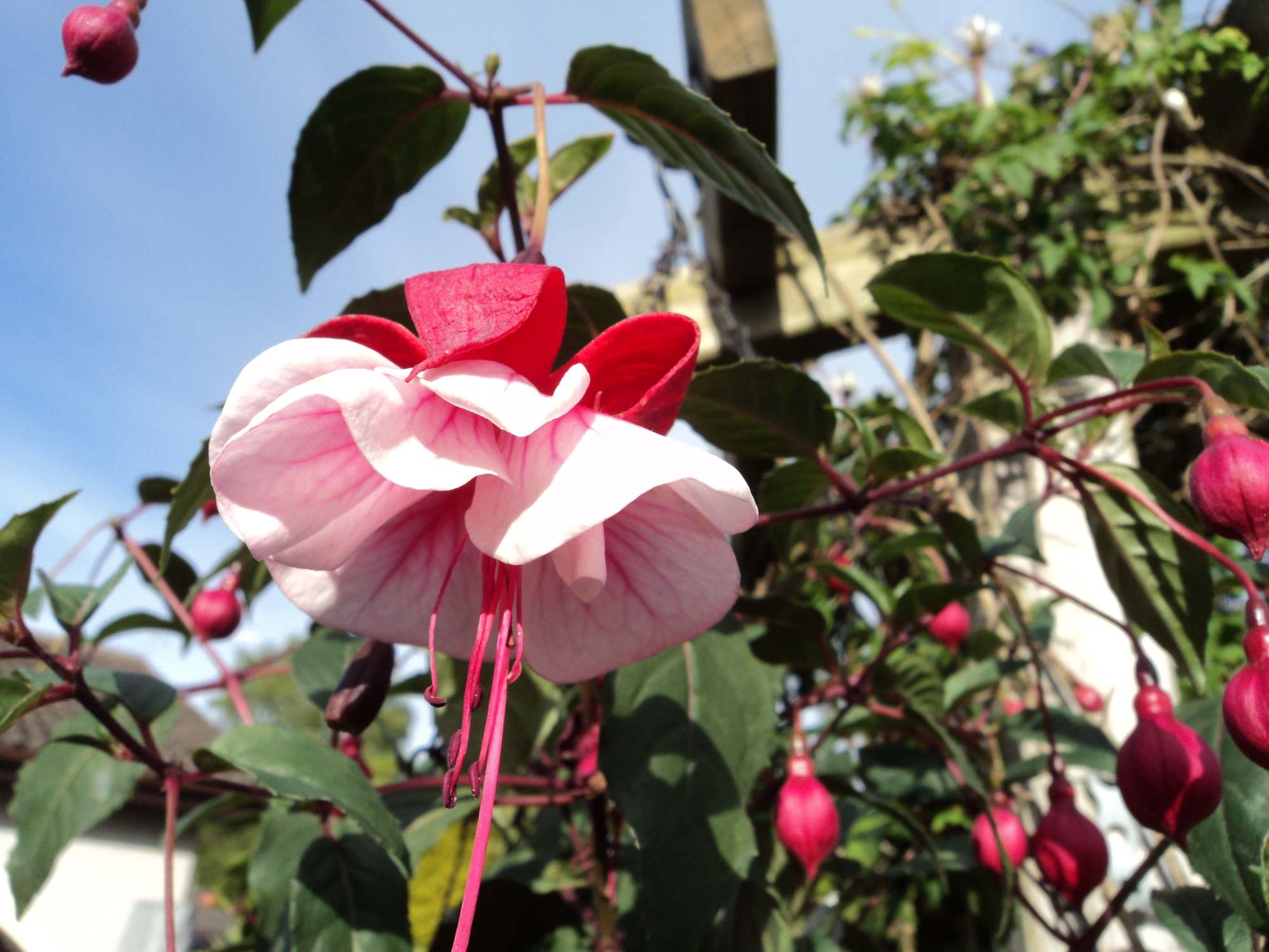 fuchsia11
