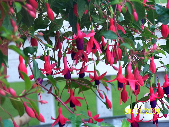Fuschia 4