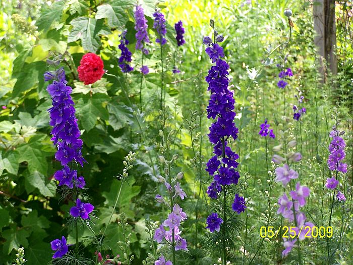 Garden 2