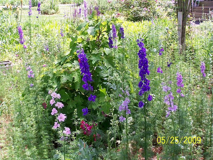 Garden 3