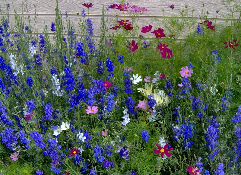 Garden gone wild!