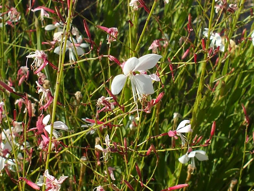 gaura
