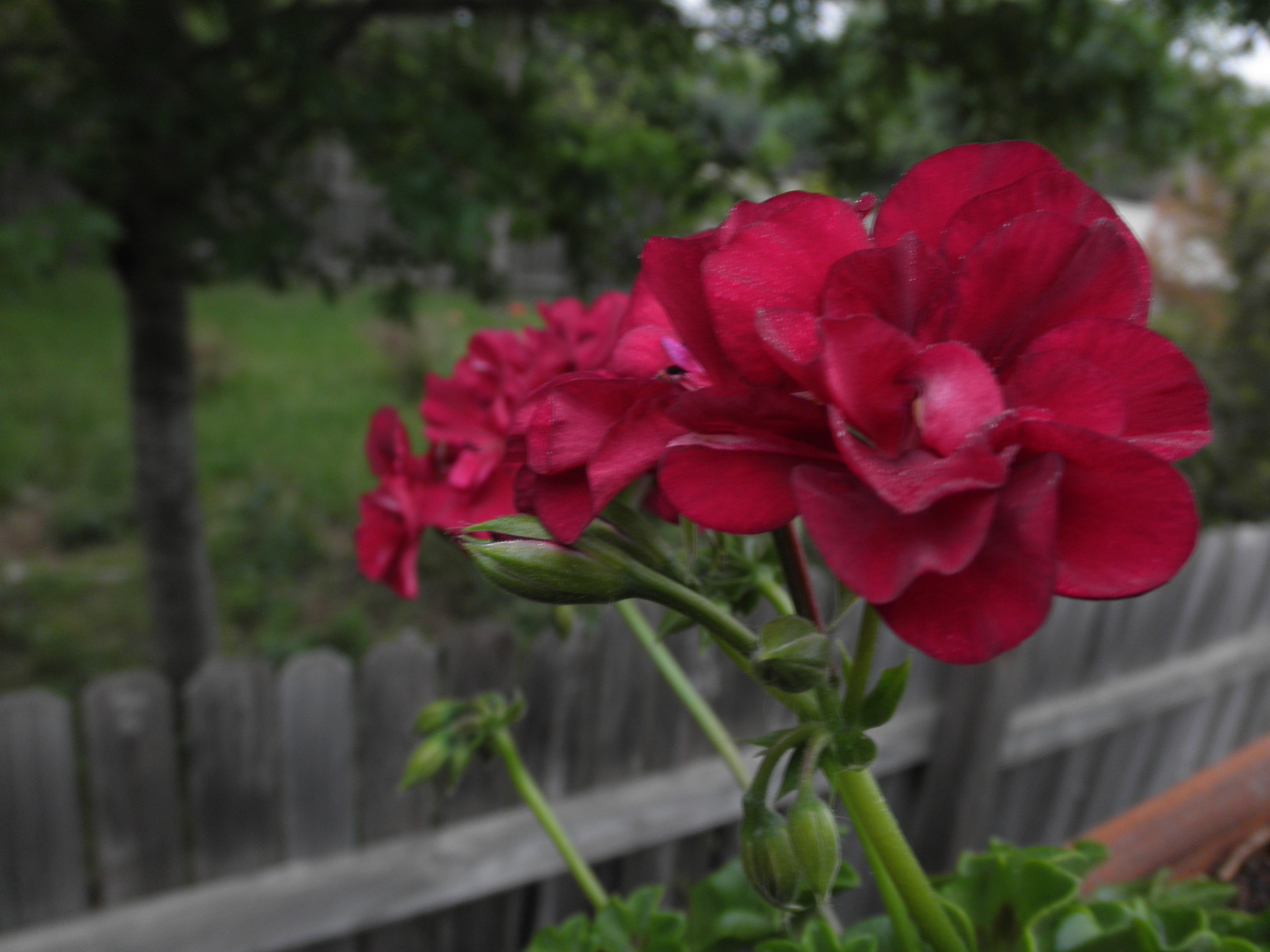 geranium flowers