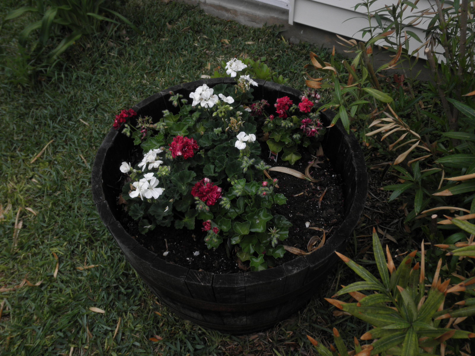 geraniums