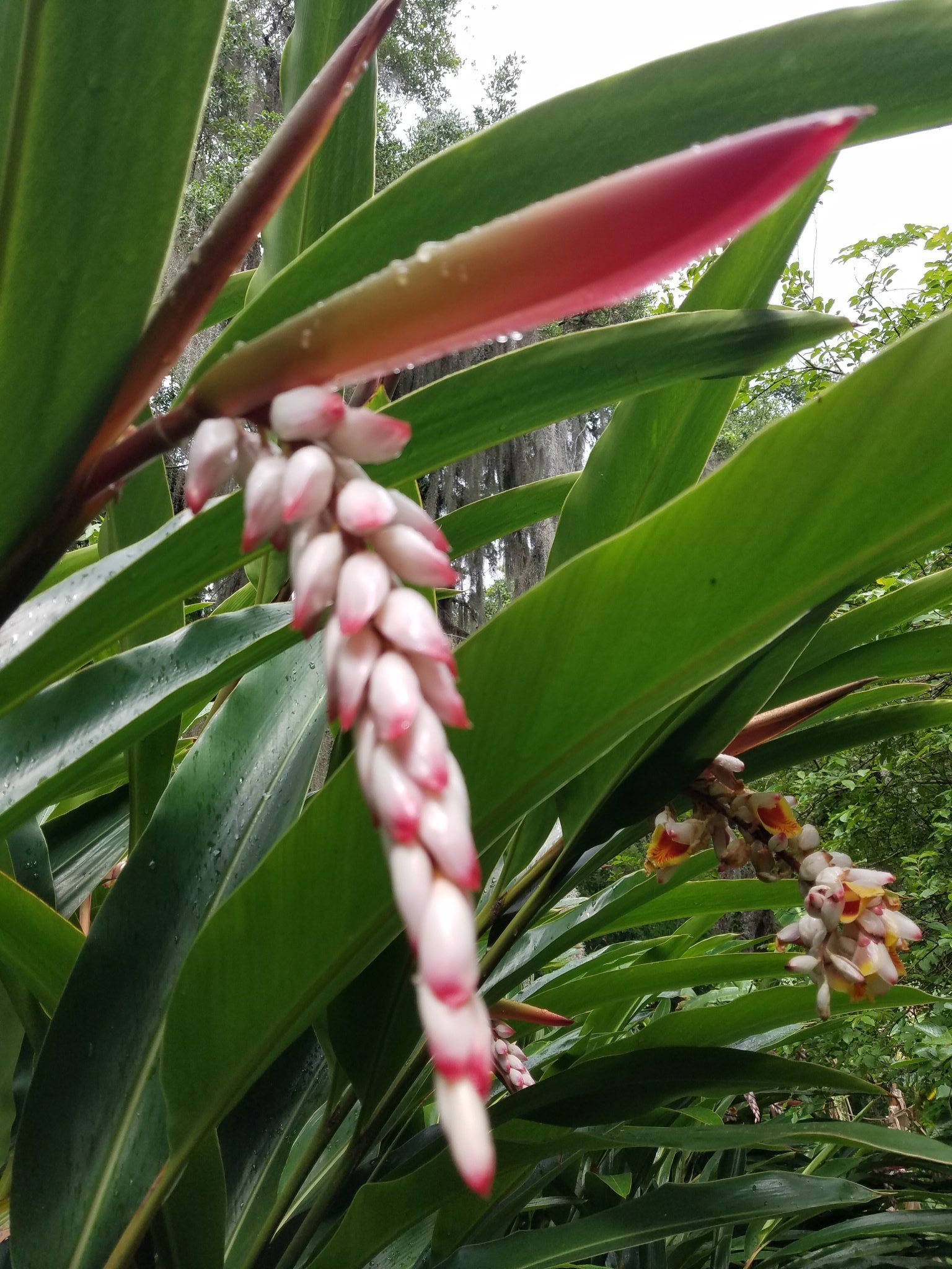 Ginger in bloom