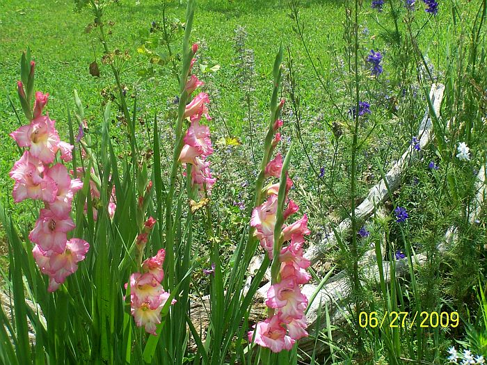 Glads pk 1