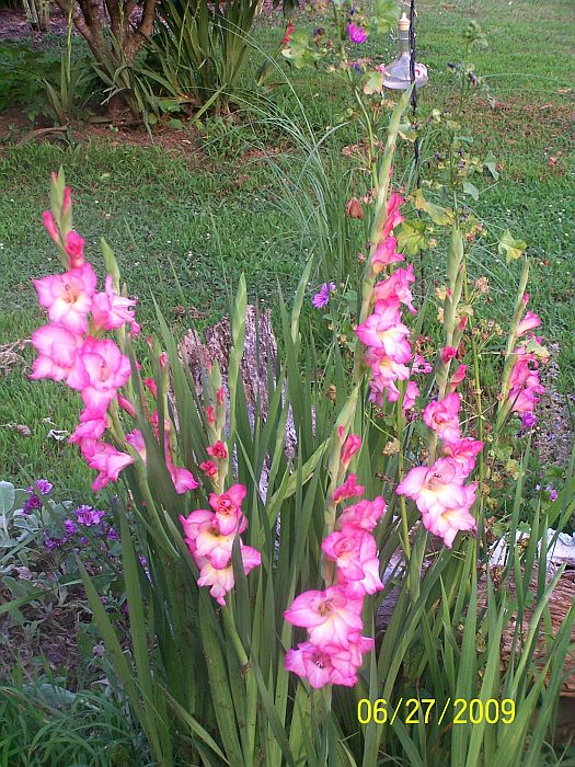 Glads pk 3