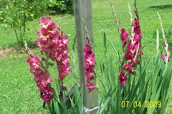 Glads red 2