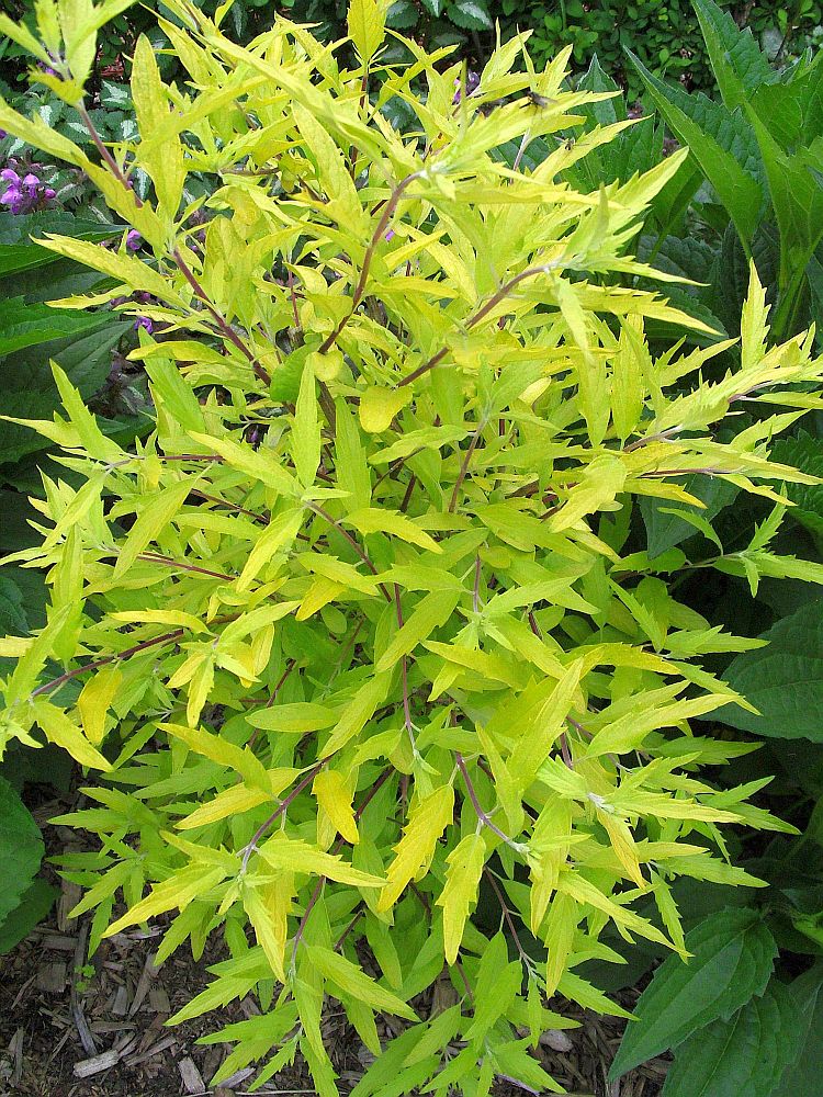 Golden Bluebeard (Caryopteris x clandonensis 'Worcester Gold')