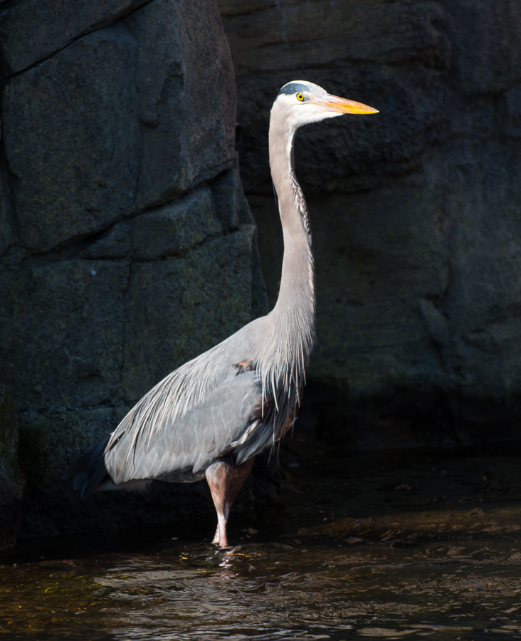 Great Blue Heron