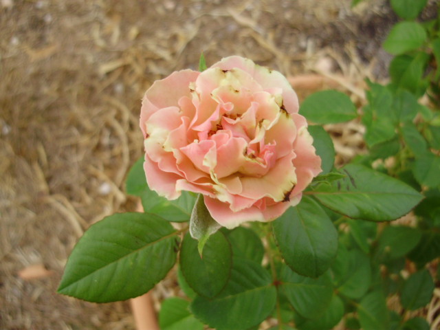 Greensleeves
