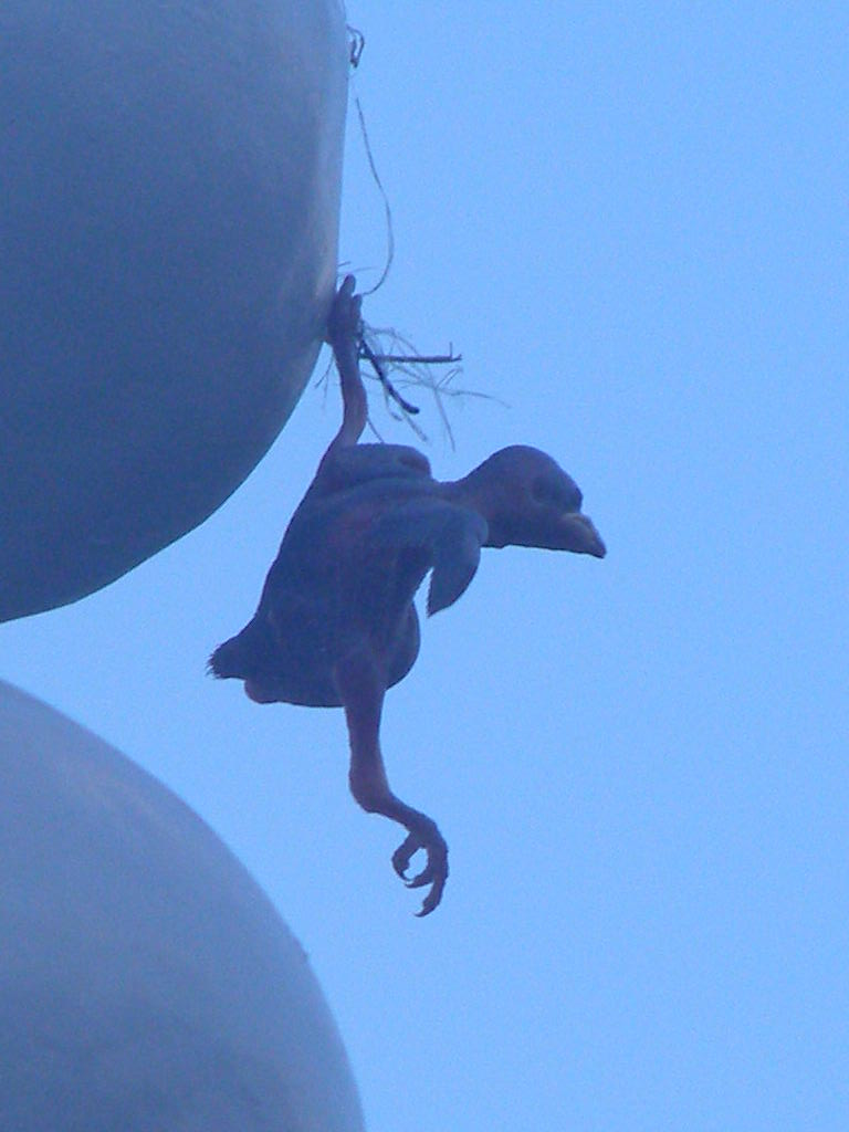 Hanging On For Dear Life