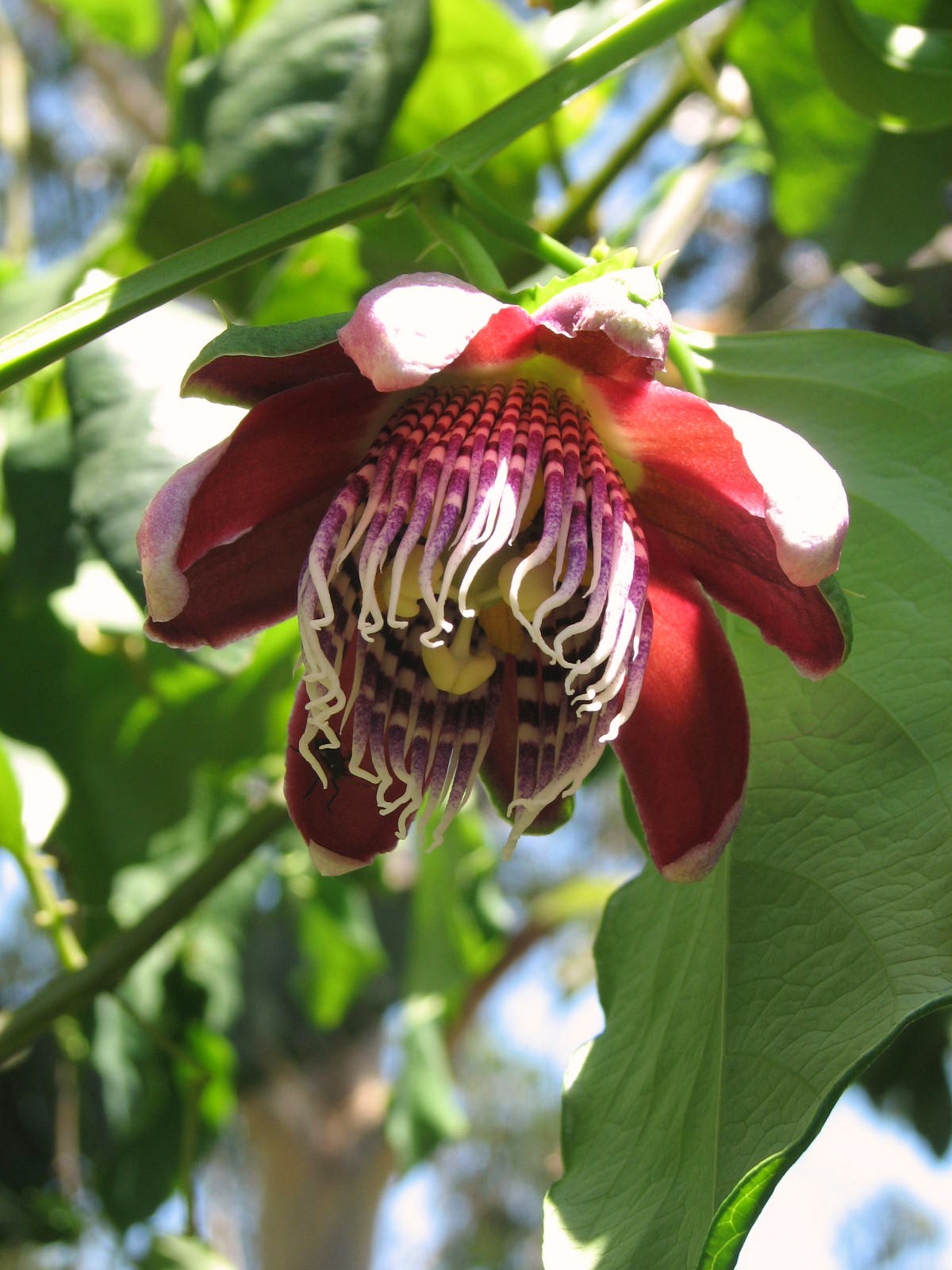 Hawaiian Passionfruit