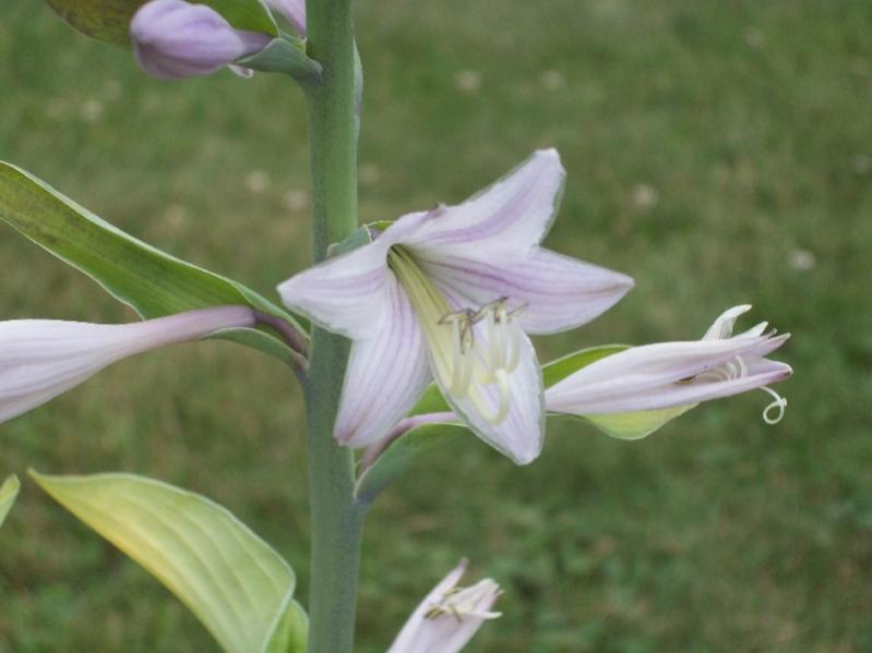hbloom