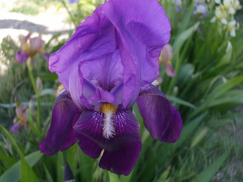 heirloom purple