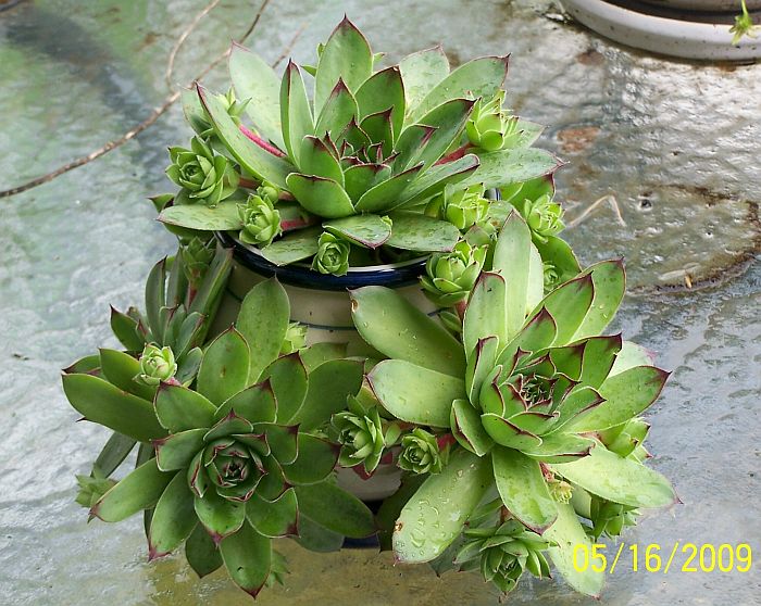 hen an Chicks 5
