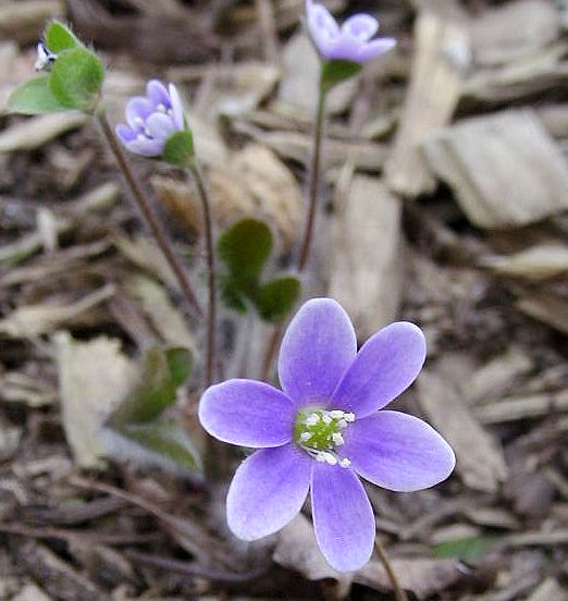 Hepatica