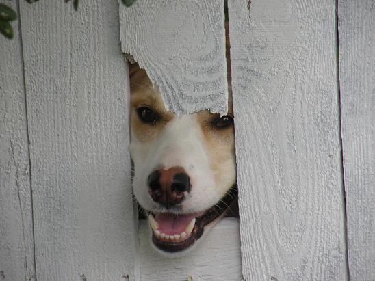here's moochie